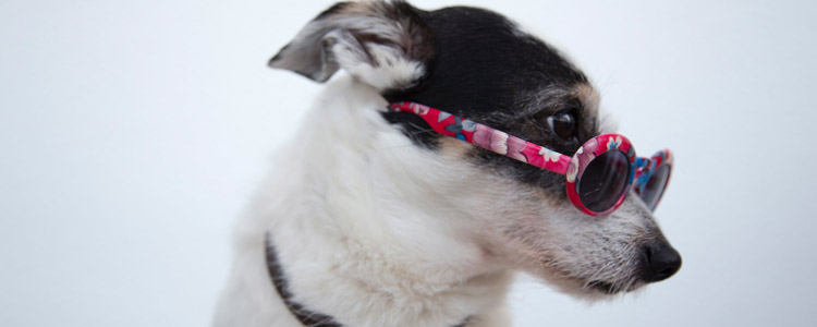 莫比新宠物药的作用 别把消炎药当万能神药!