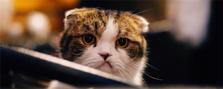 两个月大小猫泪痕重 小猫也会出现泪痕吗