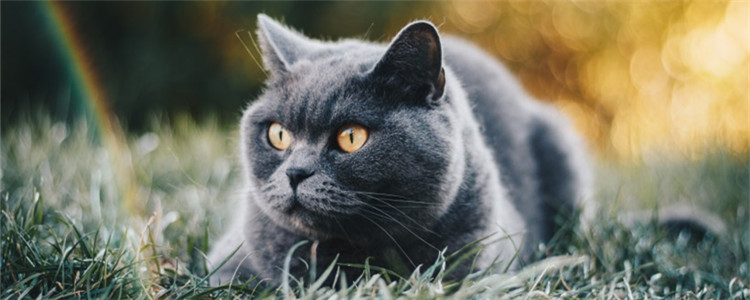 公猫不会配猫只会咬头 公猫不会交配该怎么办