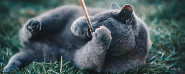 公猫尿频尿少 猫咪尿频是为什么