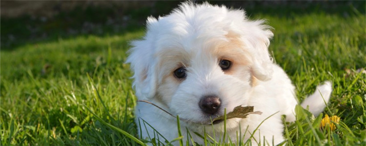 刚出生的小狗奄奄一息了怎么办 小狗为什么经常容易死亡