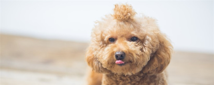 初学者的泰迪的修剪 教你如何给泰迪剪毛