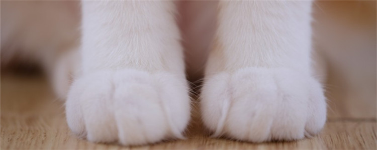 剪到猫咪血线怎么办 如何帮猫咪止血