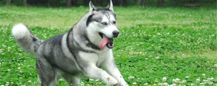 二哈就是哈士奇吗 哈士奇为什么被叫二哈