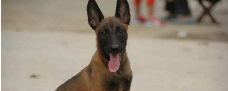 挑选小马犬要注意什么 这次就知道怎么挑选了吧！