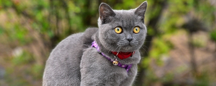 蓝猫鼻子周围毛泛白 是皮肤病吗?