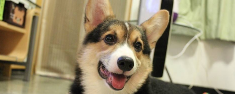 柯基要不要关在笼子里 还是要给一定的生活空间嘛