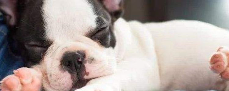 法斗为什么爱哭 又不是爱哭鬼，肯定有原因啊！