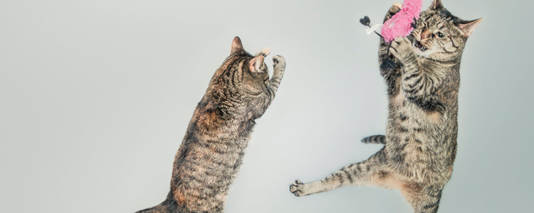 陌生猫怎么快速配种 三个步骤快速提高成功率!