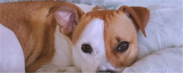 土狗几个月竖耳朵 狗竖耳朵要注意什么