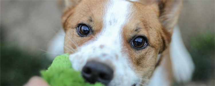 土狗多久认主人 狗狗越小就越容易认主人