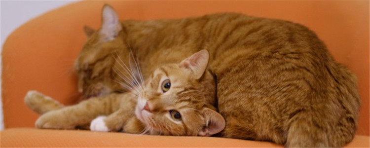 大猫咬新来的小猫后颈 大猫是吃醋了吗