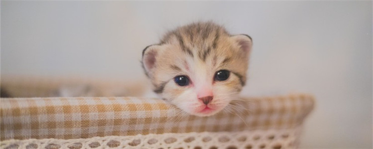 奶猫肚子鼓鼓的不拉屎 如何刺激小猫排便