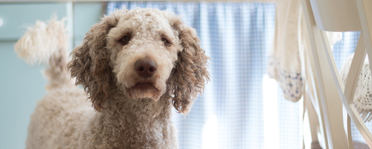 贵宾犬只认一个主人吗 如果前主人对它不好能养亲吗?