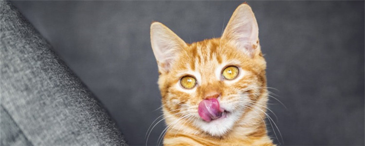 喂猫的牛肉蒸几分钟 牛肉不是嫩嫩的才好吃