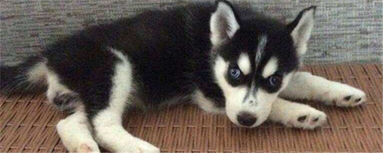 哈士奇的唤回训练 如何训练二哈自己回来