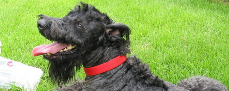 狗一直站着是什么症状 造成的原因有很多!