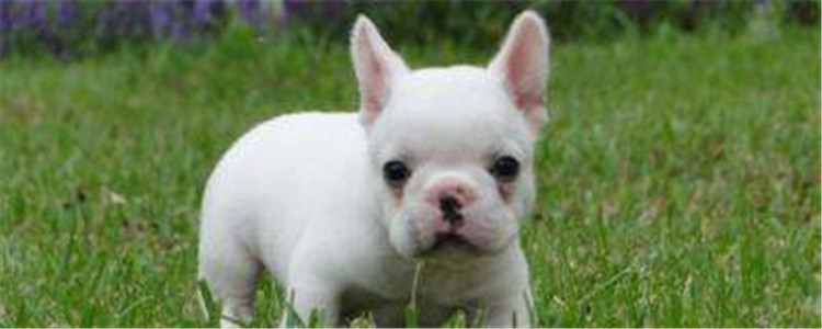 2个月法斗喂食量参考 最好根据实际情况进行判断