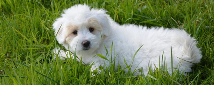 不认识的狗跟着自己 如果可以就带它回家吧