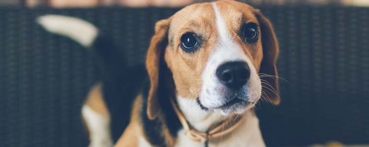 狗舔了破皮的傷口怎麼辦 狂犬病又不是每只狗都有!