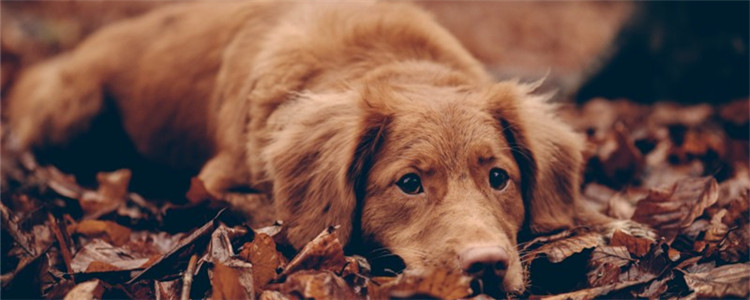 40斤狗吃肠虫清用量 给狗狗喂肠虫清一定要把握好用量