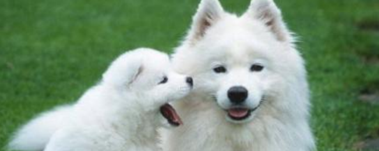 没打疫苗的狗可以带出去吗 该说你的胆子真的大吗?