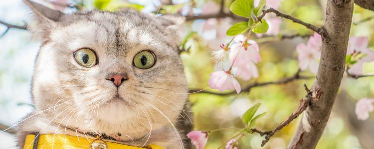 猫会热死吗 你还把猫丢在密闭炎热的环境吗？