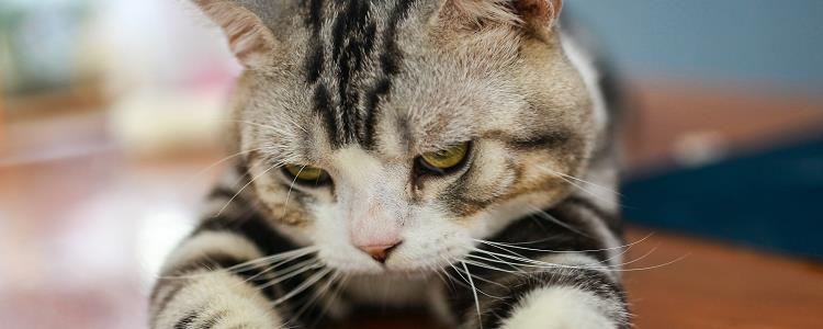 猫发腮前后对比 不是所有猫都会发腮哦！