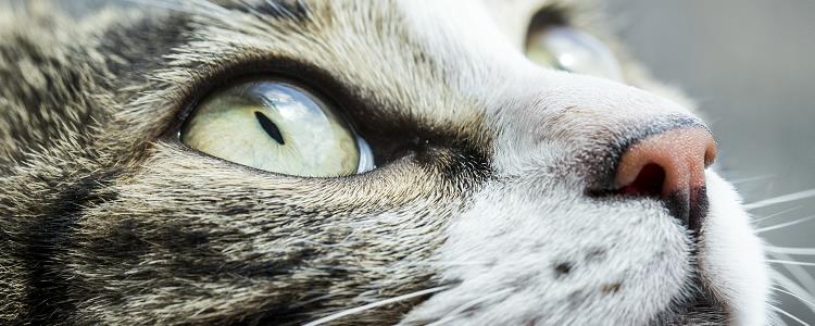 猫可以吃葡萄吗 千万不要给猫咪喂葡萄哦！