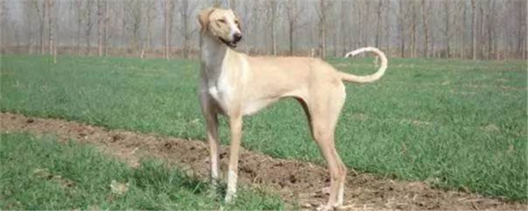 在农村怎么喂养细犬 中国细犬你听说过吗