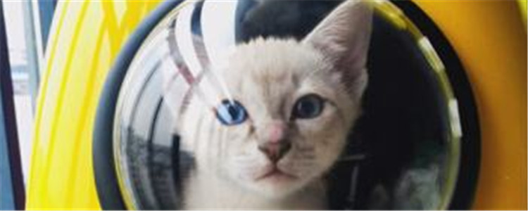 太空包猫怎么安装步骤 安装太空包其实很简单