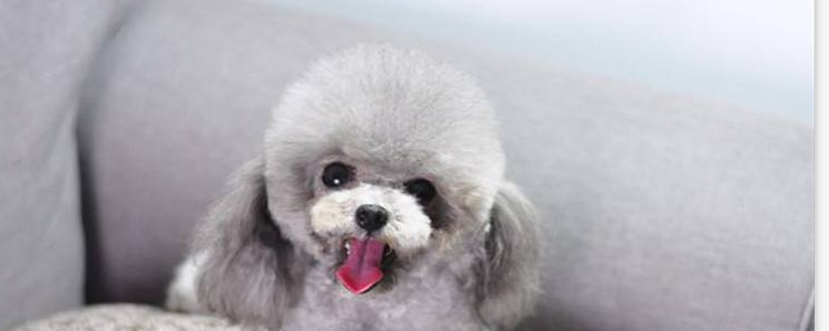 幼犬身上白色芝麻虫子 看起来真的很难受的,赶紧治!