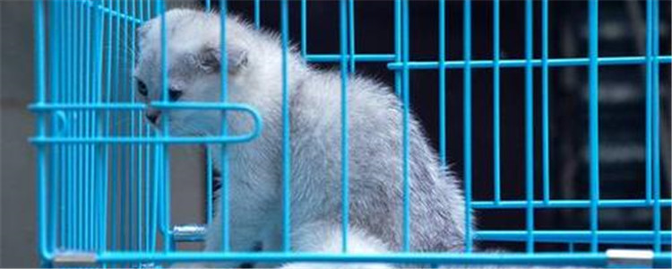 小猫关笼子里一直叫,出来就不叫 猫咪不适合被圈养