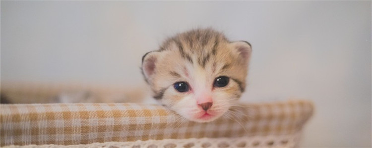 小猫呛奶了怎么办 给小猫喂奶要细心