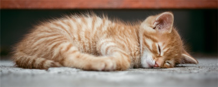 小猫被摔之后一直睡觉 小猫极有可能受伤了