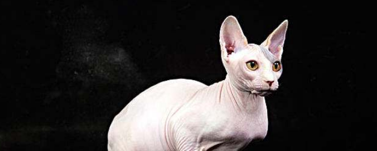 斯芬克猫怎样少出油 反正尽量避免很重要！