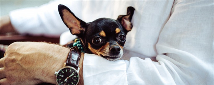 两个月的小狗越打越凶 小狗太过调皮需要耐心教育