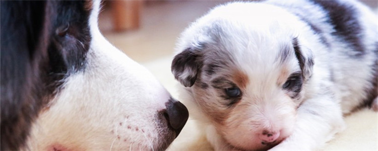 为什么狗妈叼着小狗挪窝 狗妈是觉得不安全吗