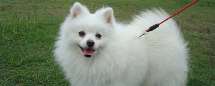 博美怕热吗 大部分的狗狗都很怕热