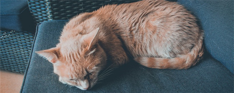 猫被关在笼子养了几年 猫咪不需要被关在笼子里