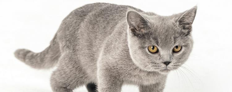 猫咪打嗝抽搐然后死了 这三种情况主子们要警惕了！