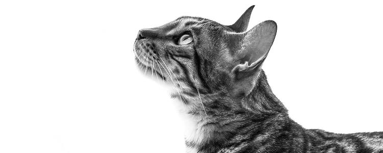 猫咪搬家综合症 要注意观察猫咪的状况哦!