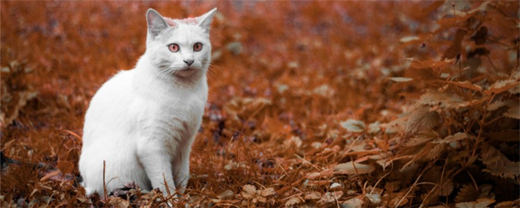 猫走路外八字的原因 猫走外八字是正常的吗