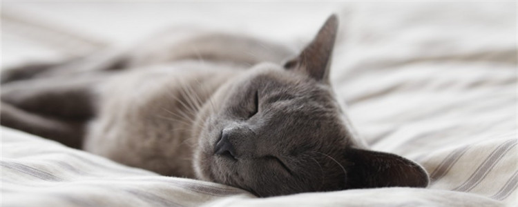 猫麻醉多久能彻底清醒 和猫咪的体质有关