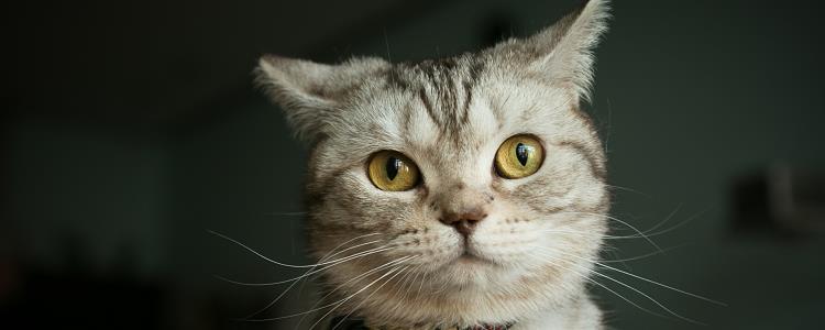 猫咪空嚼的原因 注意猫咪口腔疾病哦!