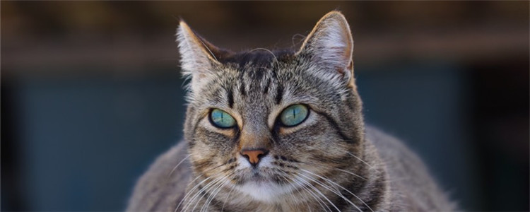 猫鼻子上有黑色块 猫咪鼻子有黑东西很正常