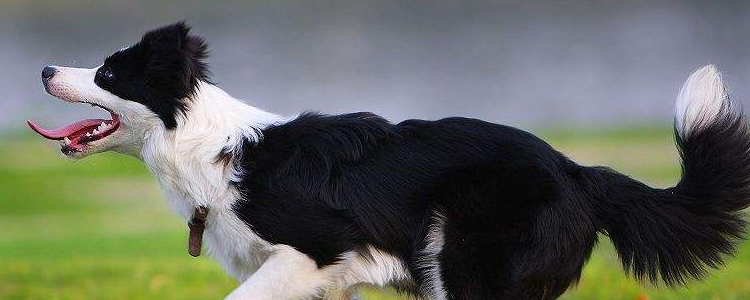 边境牧羊犬体味程度 合理护理是没问题的！