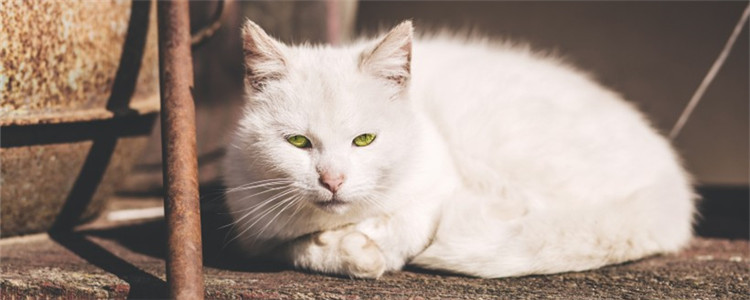 绝育母猫晚上总叫 是绝育手术没有做成功吗？