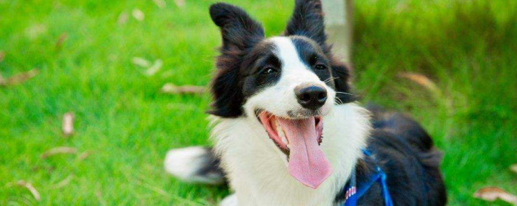 边境牧羊犬中暑怎么办 你的及时救助真的可以救狗狗一命