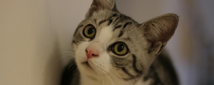 猫咪绝对不可以吃馒头 猫咪是肉食动物哦！